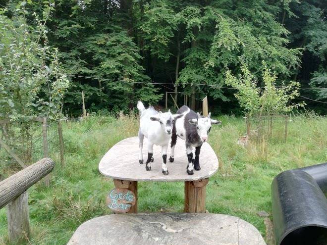 Bed and breakfast skovkrogen fyn