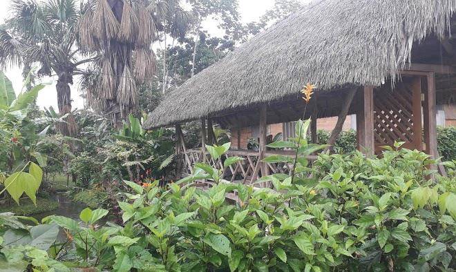 El Sueno Del Coati Image