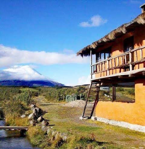 Mauca pedregal