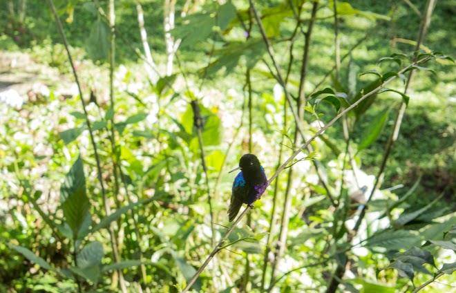 Reserva Pachijal Image