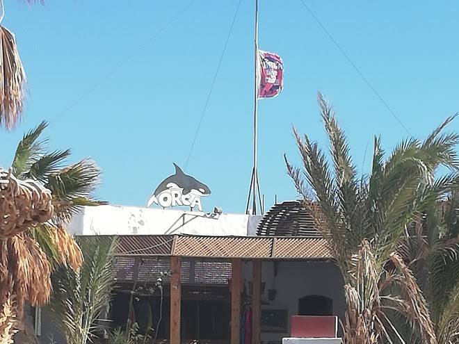 Orca dive clubs safaga