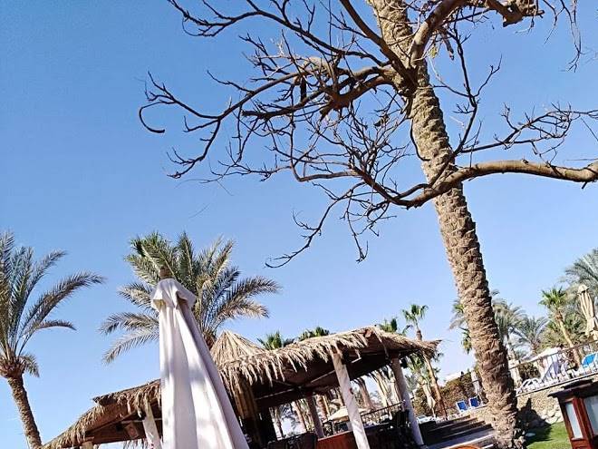 Flambe pool bar