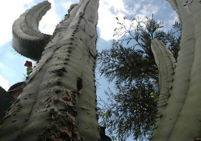Los cactus