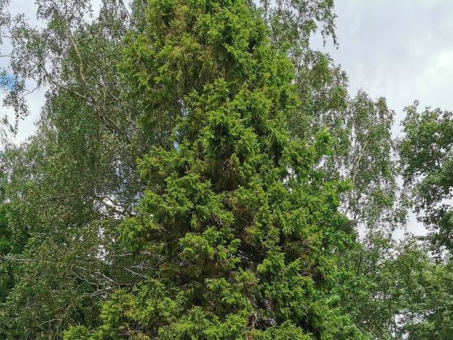 Karujarve Kamping Image