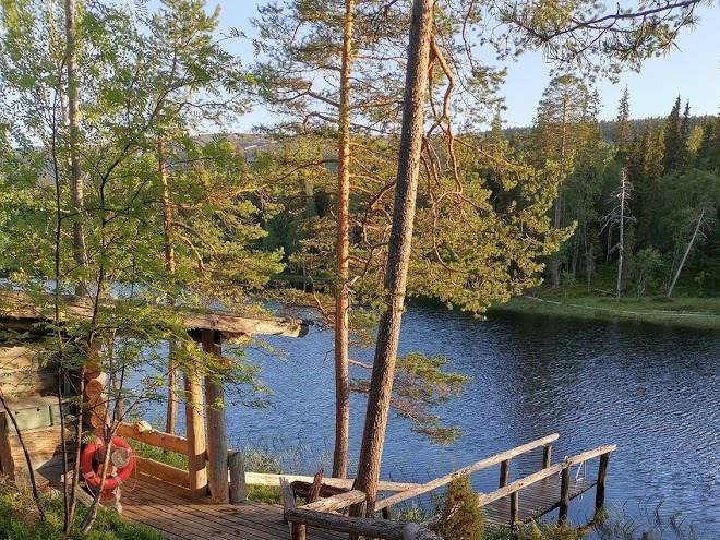 Metsaluosto