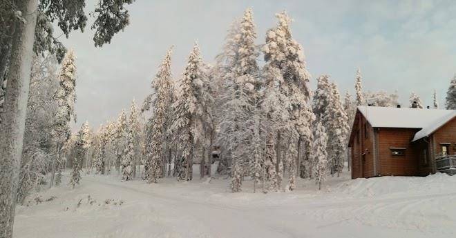 Tervakko