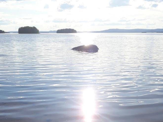 Kiinteisto oy ronnynranta
