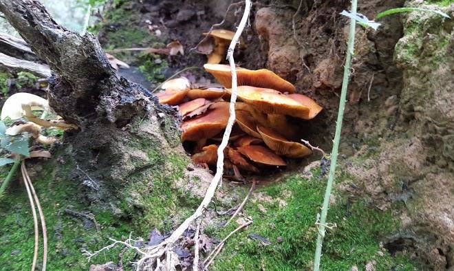 Les Fermes De Louison Image