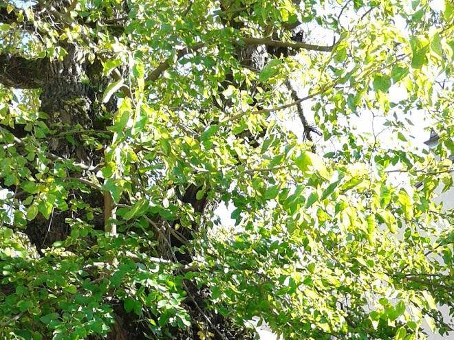 Le Puy Des Sens Image