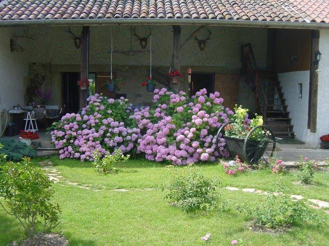 Les coquelicots
