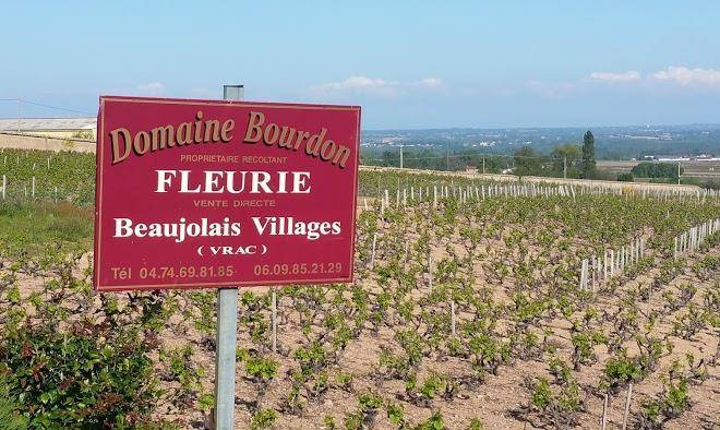 Domaine du coteau des lys