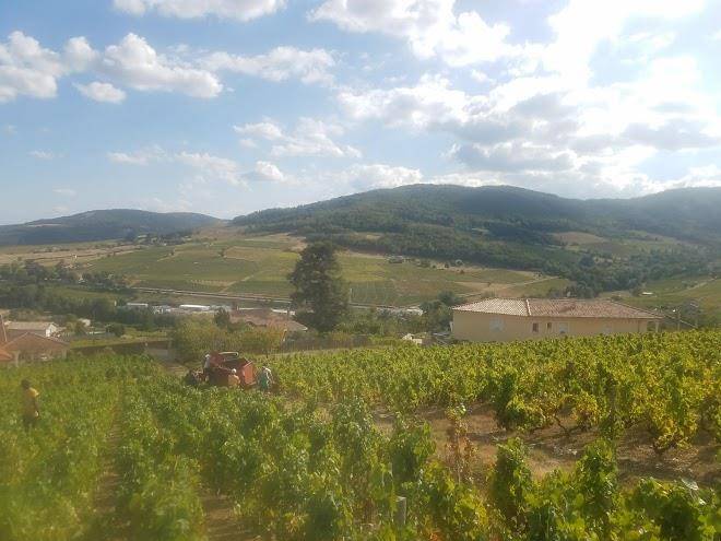 Le clos kris lys