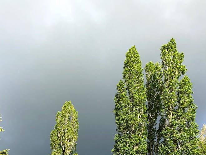 La vigne