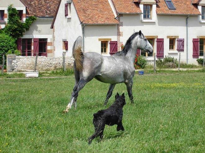 Earl elevage de l'ebat