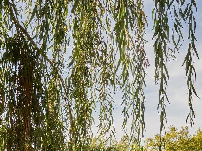 Les sources de cheverny