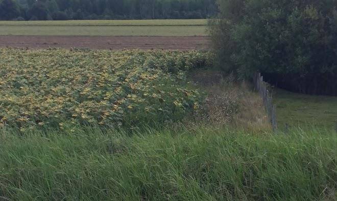 La ferme des gorgeats