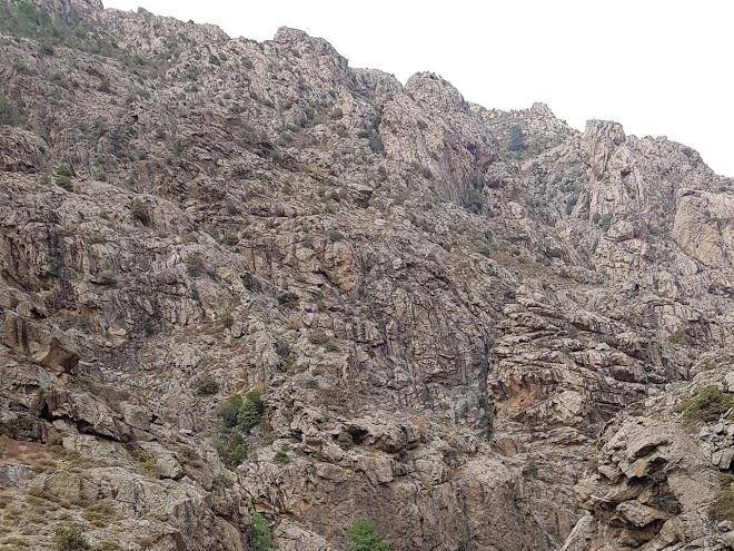 A barcella