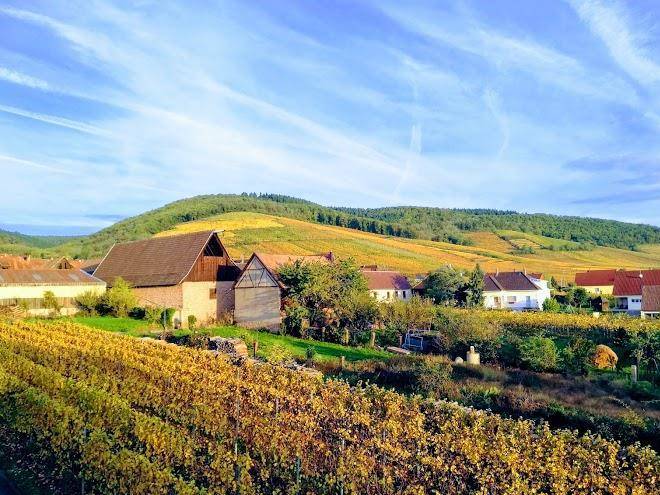 Au Coeur Du Vignoble Image