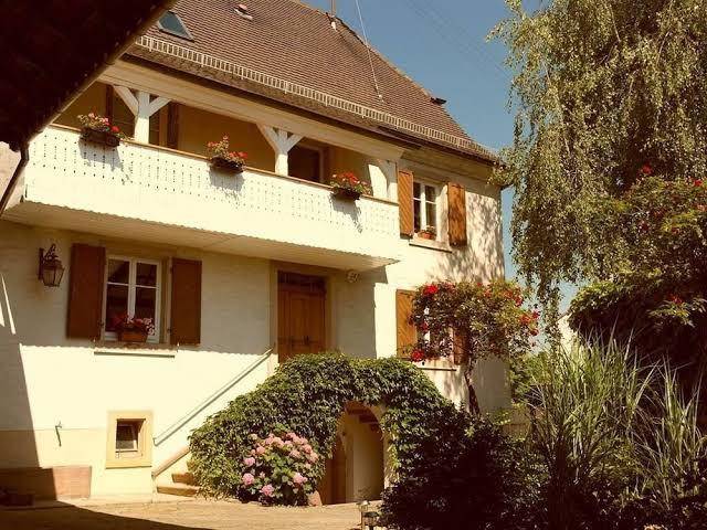 La vieille vigne