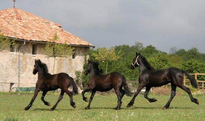 Wiesenbett domaine de saint christophe