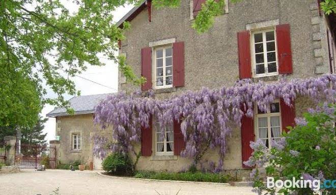 Les vieilles vignes