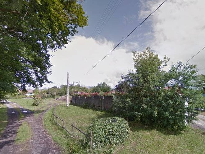 Budai Veronique Image