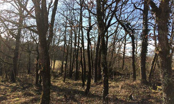 Wild Oak Wood Camping France Image