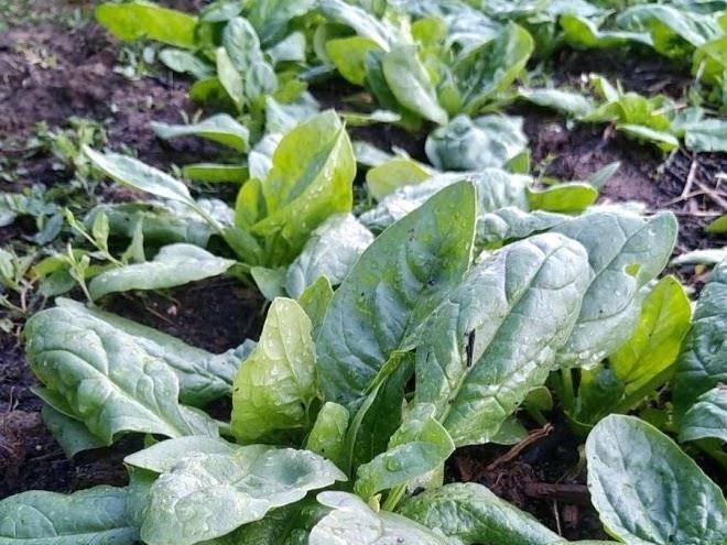 La Ferme De Verdurette Image