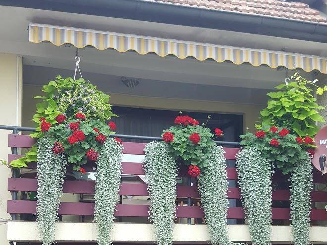 Gastehaus graf