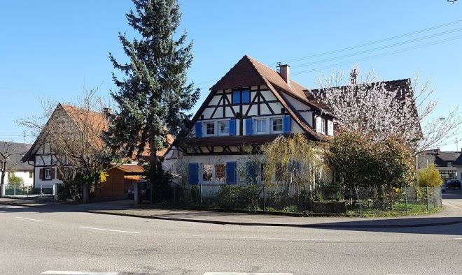Gruner baum wintersdorf