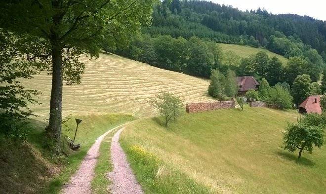Steinbishof