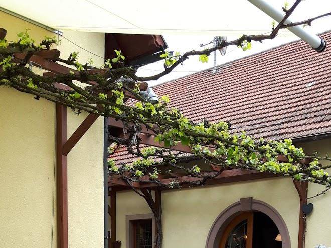 Brauner bar und weise taube frankische gastwirtschaft