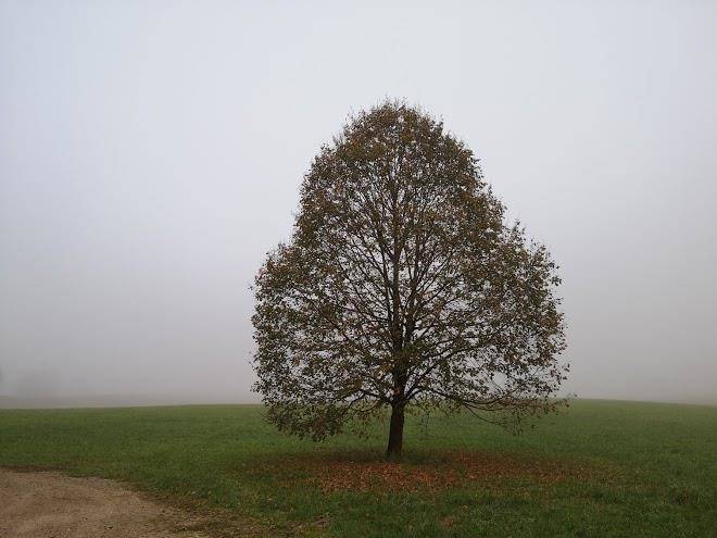 Pension wieser