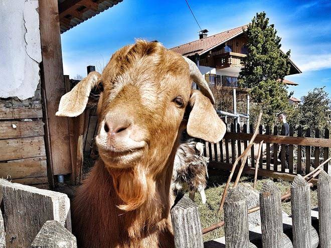 Ferienhof kopf allgau