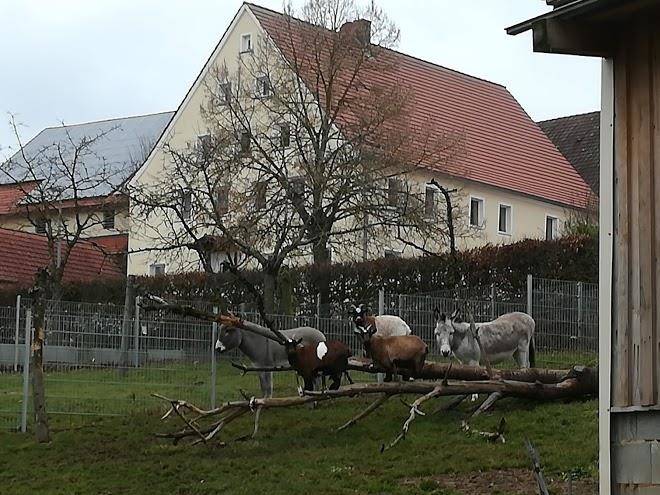 Lindenhof hausmann