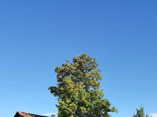 Zum weisen lamm
