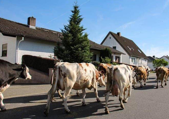 Ferienhof dingeldey