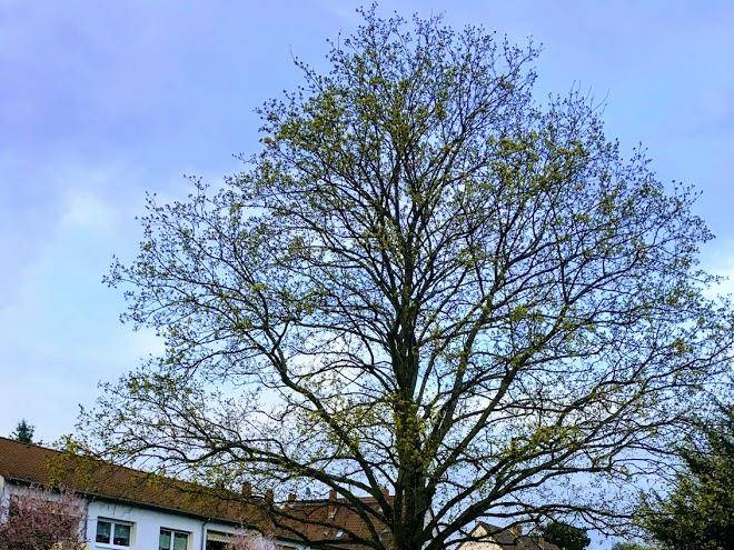 Wessinger neu isenburg