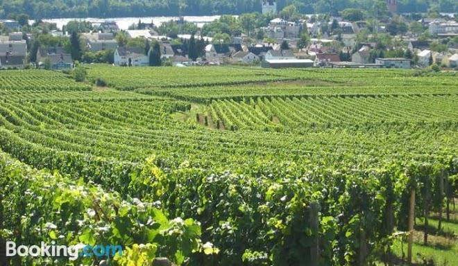 Weingut koegler