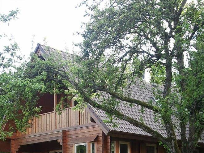 Woehnlein Wonneblick Image