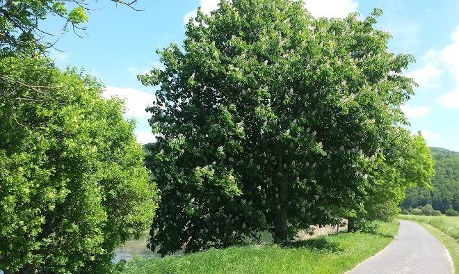 Thomas Kohlstadt Gartengerate Image