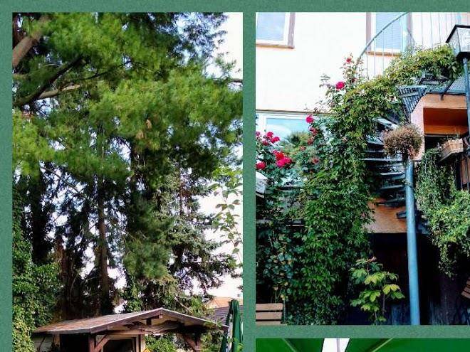 Zum Weisen Ros Image