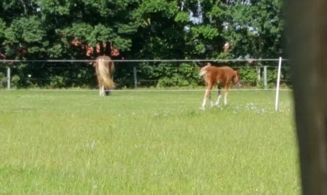 Lazy horse ranch
