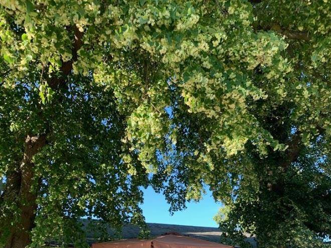 Hotel Moll Gaststatte Bei Molli Image