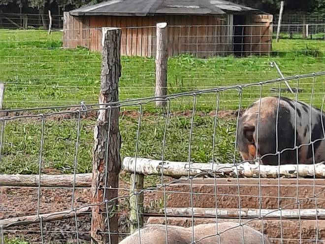 Gastehaus im tierpark