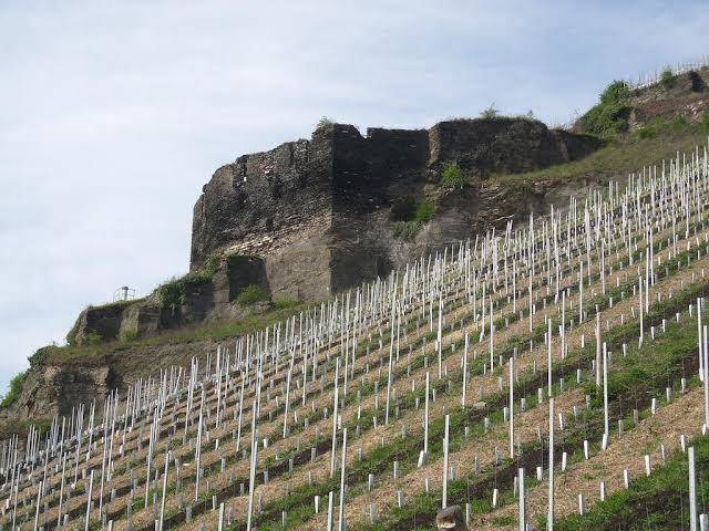 G U E Kappes Koppelkamm Image