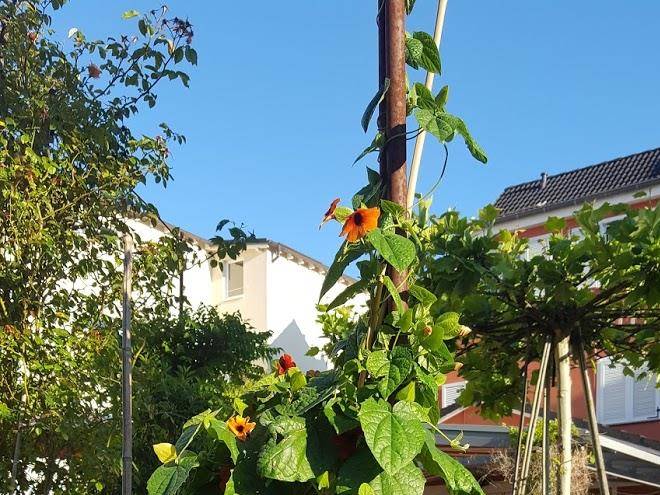 Hotel Rosengarten Image