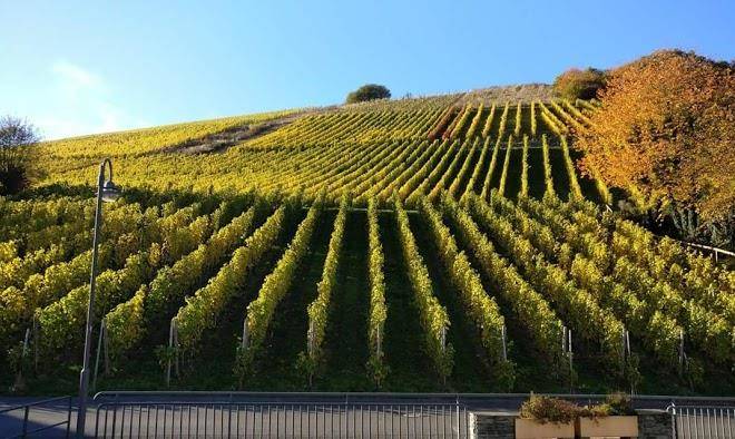 Weingut gorges muller