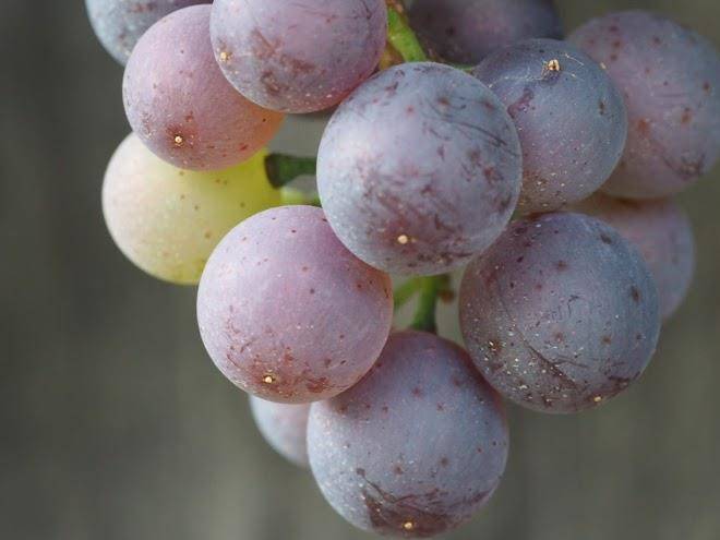 Ferienweingut lonartz thielmann
