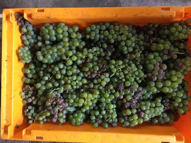 Weingut lennard